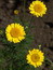Anthemis tinctoria, Färberkamille, Färbepflanze, Färberpflanze, Pflanzenfarben,  färben, Klostergarten Seligenstadt